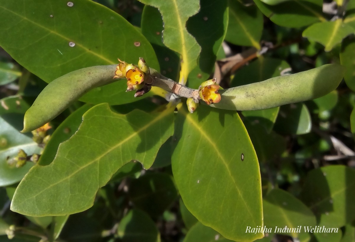 Avicennia officinalis L.
